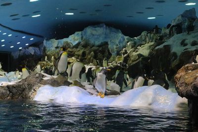 Penguin house