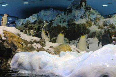 Penguin house