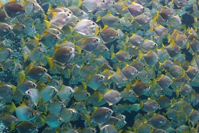 Aquarium