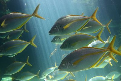 Aquarium