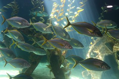 Aquarium