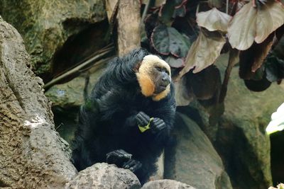 White faced Saki