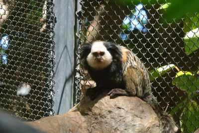Geoffroy's Tufted-ear Marmoset