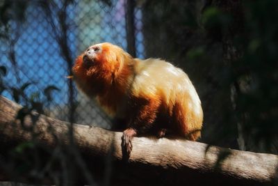 Golden Lion Tamarin