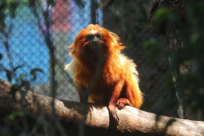 Golden Lion Tamarin