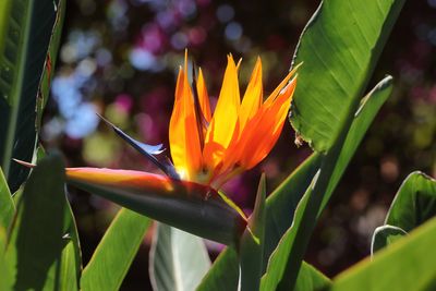 Bird of Paradise