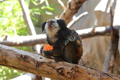 Geoffroy's Tufted-ear Marmoset