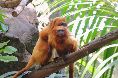 Golden Lion Tamarins