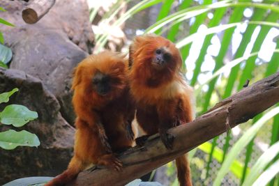 Golden Lion Tamarins