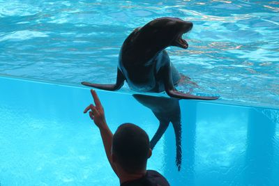 Sea Lion Show