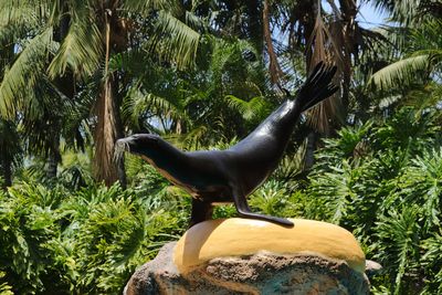 Sea Lion Show