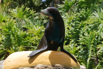 Sea Lion Show