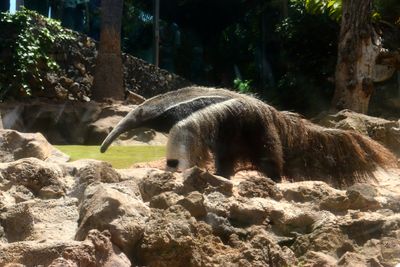 Anteaters