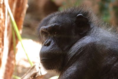 Chimpanzee