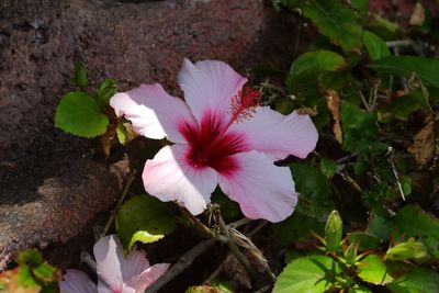 Hibiscus