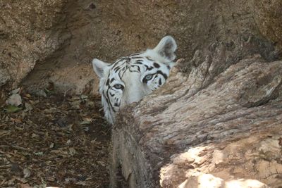 White Bengal Tiger