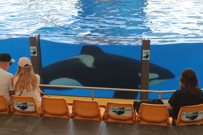 Orca Show