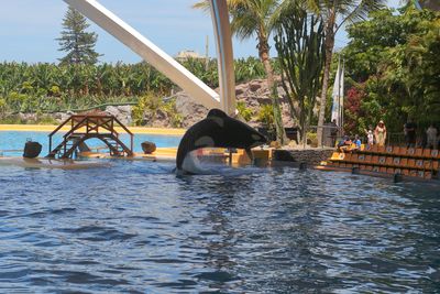 Orca Show