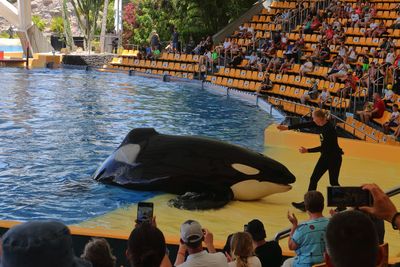 Orca Show