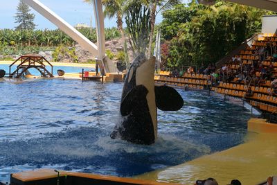 Orca Show