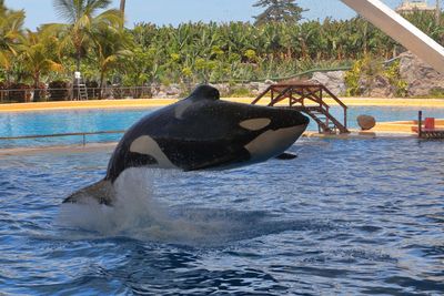 Orca Show