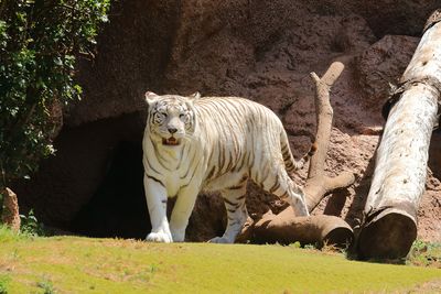 White Bengal Tiger