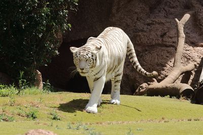 White Bengal Tiger