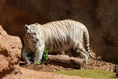 Loro Parque