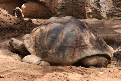 Galapagos giant turtle