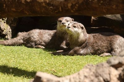 Otters