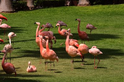 Flamingos