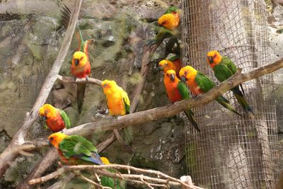 Sun Conures
