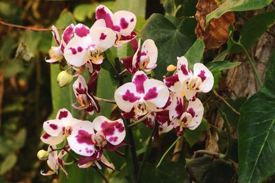Orchid