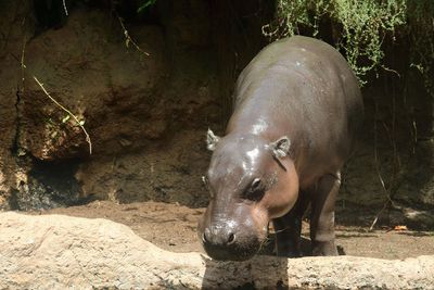 Pigmy hippopotamus 