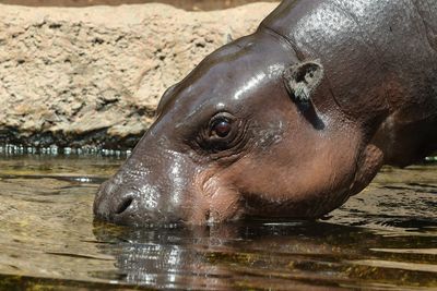 Pigmy hippopotamus 