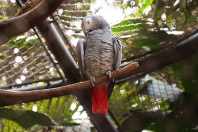 African Gray Parrot