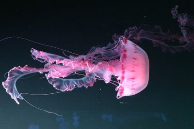 Jellyfish house