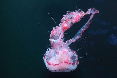 Jellyfish house