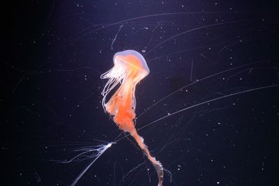 Jellyfish house