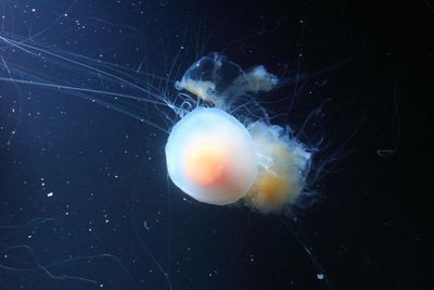 Jellyfish house