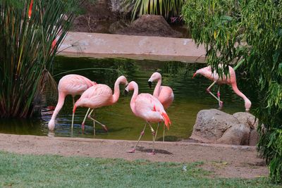 Flamingos
