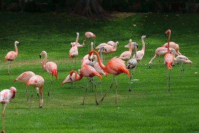 Flamingos