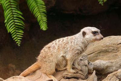 Meerkat