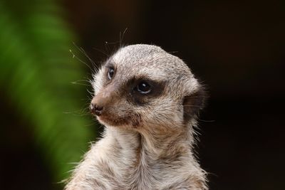 Meerkat