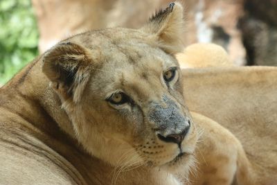 Southern African Lion