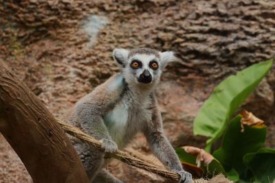 Ring-tailed lemur