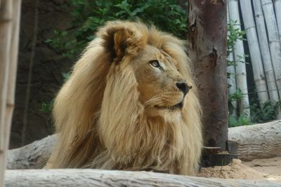 Southern African Lion