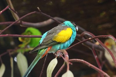Hooded Parrot