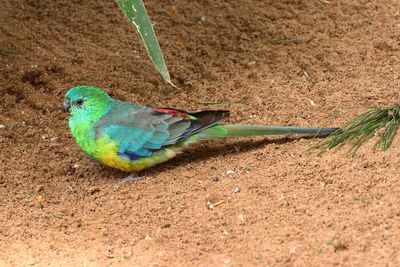 Red-rumped Parrot