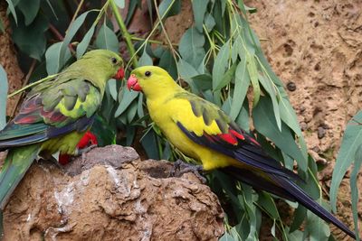 Regent Parrot